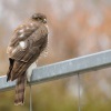 Krahujec obecny - Accipiter nisus - Eurasian Sparrowhawk 0113